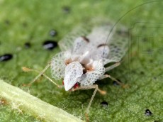 Corythucha ciliata_имаго_10